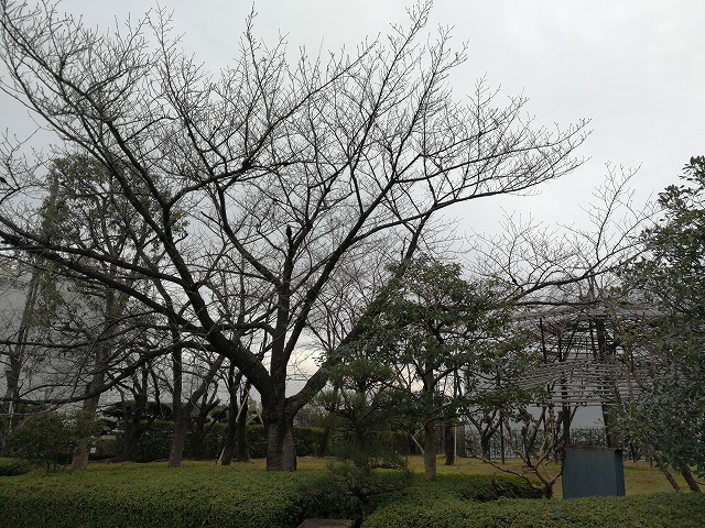 迎賓館前　桜の木　3